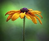 Black-eyed Susan_25658